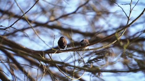 Pájaro-Posado-En-La-Rama-De-Un-árbol-Del-Bosque
