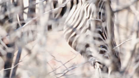 Nahaufnahme-Eines-Afrikanischen-Zebras,-Das-Hinter-Den-Büschen-In-Der-Savanne-Läuft