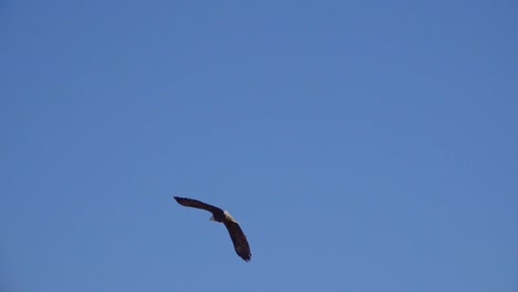 Ein-Weißkopfseeadler-Fliegt-Vor-Einem-Klaren-Blauen-Himmel-In-Zeitlupe-Auf-Den-Horizont-Zu
