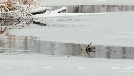 Beaver-in-frozen-pond-swims-wood-sticks-to-lodge-for-winter-food