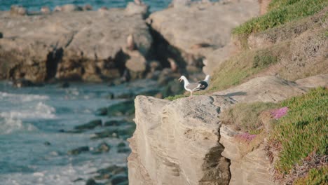 Seagull-birds-walking-around-on-cliffs-by-the-beach