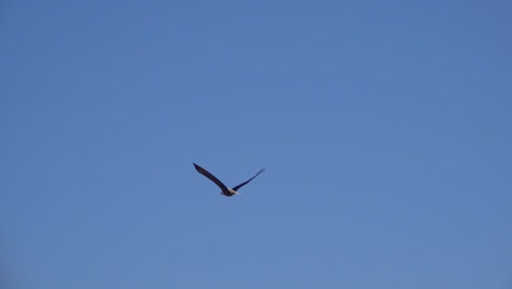 A-bald-eagle-flies-toward-the-horizon-against-the-clear-blue-sky