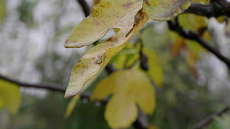 Autumn-raindrops-at-yellow-fig-leaves