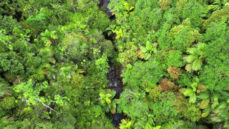 Bird-eye-drone-of-sauzier-waterfall,-dense-tropical-forest-with-palm-trees-and-granite-stone,-Mahe-Seychelles-30fps-10
