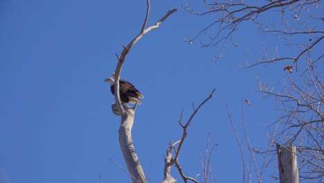 Amerikanische-Weißkopfseeadler-Ruhen-Auf-Einem-Ast-Und-Werden-In-Zeitlupe-Aufgenommen,-Während-Die-Kamera-Gleitet-Und-Rotiert