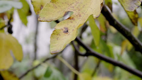 Herbstgelbes-Feigenblatt-Im-Regen