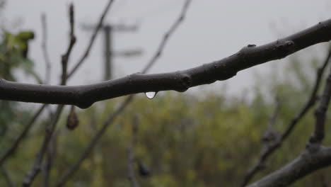 Raindrops-on-a-tree-branch-in-the-rain
