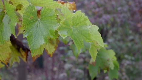 Autumn-grapes-leafs-in-the-rain
