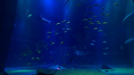 Wunderschönes-Aquarium-In-Osaka,-Japan;-4K-Nachtansicht