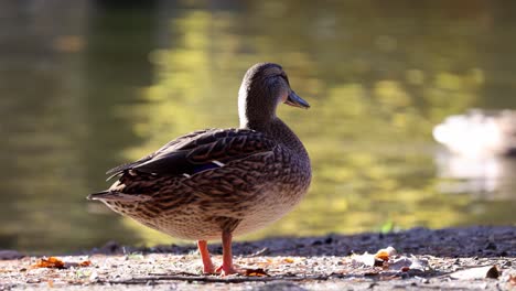 Wild-duck-near-the-lake-im-sauerland