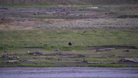 Grizzly-bear-walking-next-to-a-river