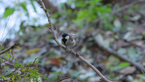 Japanese-Tit-Eats-Woodworm-Larva-Pecking-Perched-on-Twig-in-Autumn-Forest