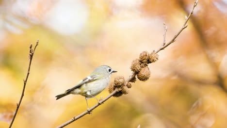 Goldcrest-Bird-on-Twig-Peck-Seed-And-Flies-Away-in-Slow-Motion