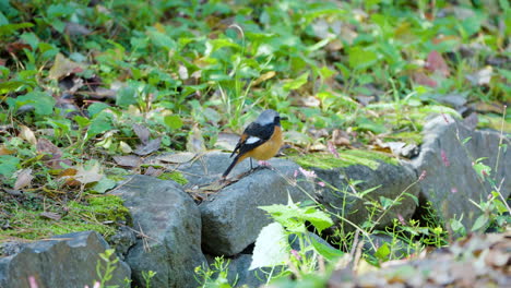 Puffed-up-Male-Daurian-Redstart-Perched-on-Stone-in-Japan-Park-in-Autumn