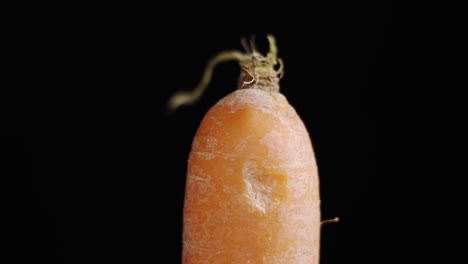 Close-up-view-of-the-top-side-of-the-Carrot-in-a-black-screen