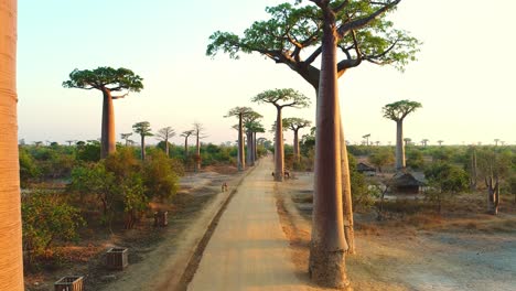 Vuela-Sobre-El-Camino-Polvoriento-Justo-Entre-Enormes-Baobabs-Endémicos