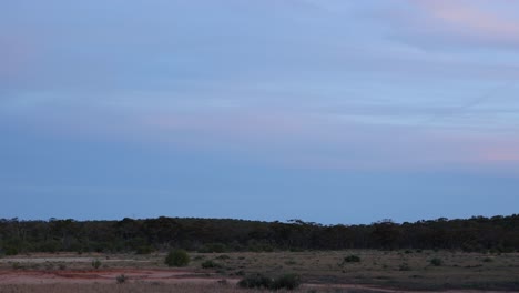 A-pair-of-birds-fly-over-the-dry-desert-landscape-of-the-Australian-outback-right-on-sundown