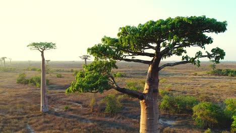 Girando-Alrededor-De-La-Corona-Verde-Del-árbol-Baobab