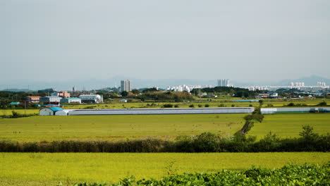 Landschaft-Aus-Reisfeldern-Mit-Goldenen-Ernten-Tagsüber-In-Gunsan,-Provinz-Nord-Jeolla,-Südkorea
