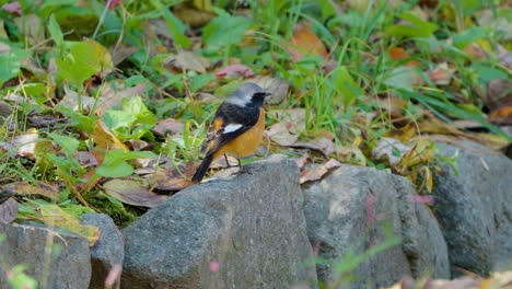 Male-Daurian-Redstart-Bird-Jumps-On-Rocks-in-Autumn-Forest