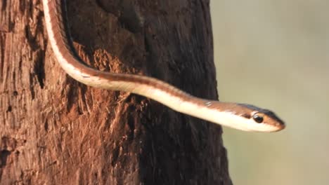 Serpiente-Arbórea-Común-De-Espalda-De-Bronce-En-Los-Ojos
