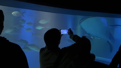 Tourists-Holding-Up-Camera-Phones-At-Giant-Whale-Shark