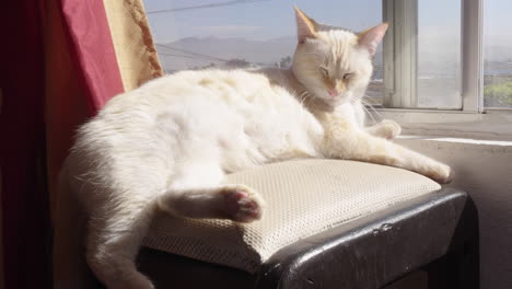 White-cat-sitting-bun-the-window-sunbathing