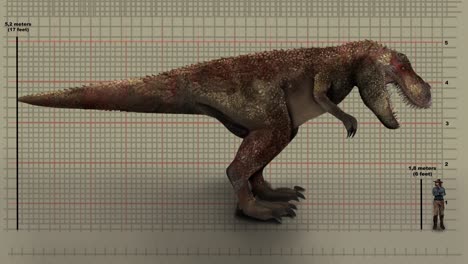 Animation-Von-Menschlicher-Größe-Zu-Tyrannosaurus-Rex---T-Rex-Größe