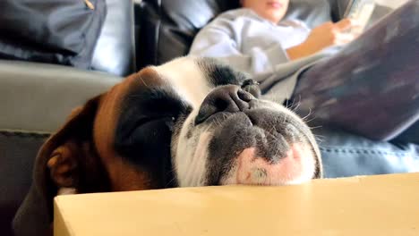 Boxer-dog-resting-chin-on-table,-lounging-with-owner-at-home