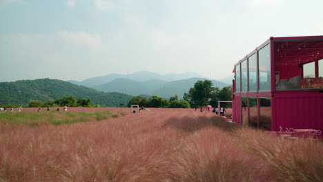 Pink-Muhly-Grassland-at-Herb-Island-and-Crowds-of-Korean-People-Travel-Walking-Through-and-Take-Photos-with-Mountain-Rage-Landscape---static-wide-angle