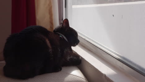 Small-black-house-cat-sitting-by-window