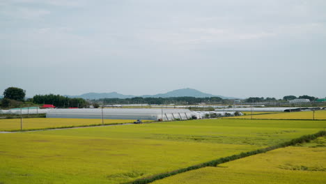 Reisfelder-Auf-Dem-Land-Mit-Gewächshaus-In-Der-Ferne-In-Gunsan,-Provinz-Nord-Jeolla,-Südkorea