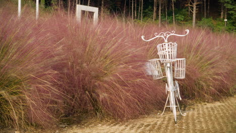 White-Bicycle-With-Pink-Muhly-Plant---Instagrammable-Spot-At-Pocheon-Herb-Island-In-South-Korea