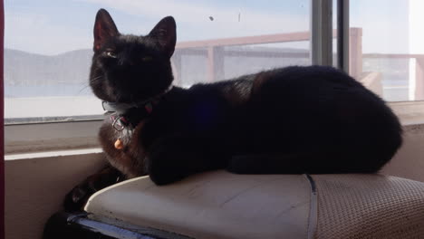 Small-black-cat-sleeping-by-the-window