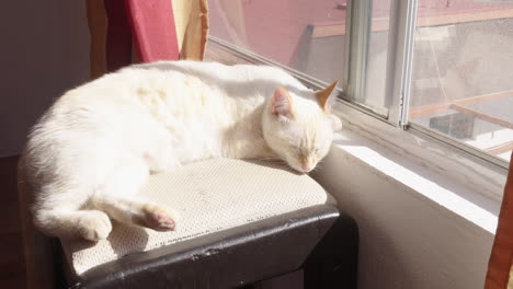 White-cat-sitting-by-window-getting-some-sun
