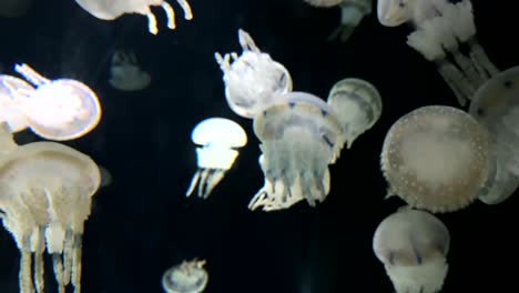 Kaiyukan-Aquarium-In-Japan;-Weiß-Gefleckte-Qualle