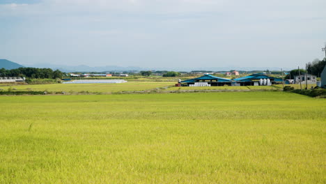 Panoramablick-Auf-Ein-Feld-Mit-Reisfeldern-In-Gunsan,-Provinz-Nord-Jeolla,-Südkorea