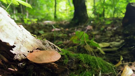 Deer-Mushroom-Pluteus-cervinus-growing-from-rotting-log-on-woodland-floor