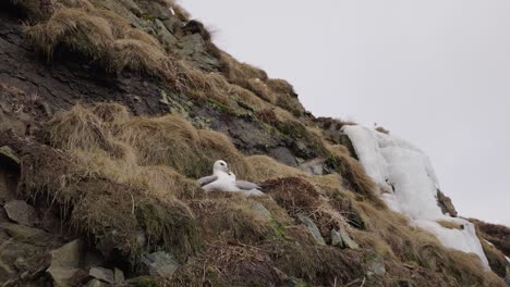 Northern-Fulmar-pair-at-nesting-site-on-rugged-cliffside-while-other-fly-over