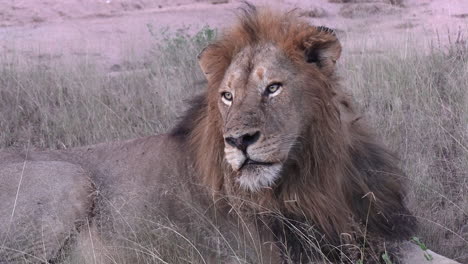 Male-lion-lies-still,-staring-at-the-horizon-behind-the-camera