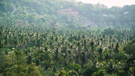 Luftaufnahme-Mit-Tropischen-üppigen-Palmen-Auf-Der-Insel-Koh-Samui-An-Einem-Sonnigen-Tag,-Thailand