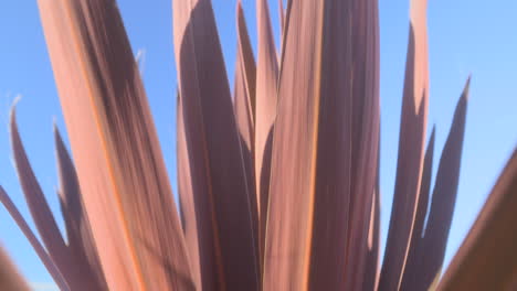 Cabbage-Palm-closeup,-moving-in-the-wind-on-a-sunny-autumn-afternoon