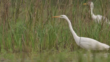 Great-white-heron-in-Marsh