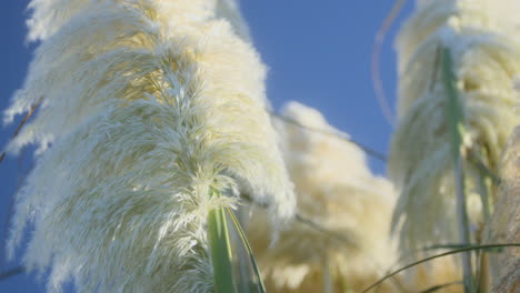 Grass-fronds-moving-in-the-breeze-closeup