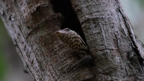 Looking-out-from-its-burrow-with-its-left-limb-out-then-moves-its-head-down,-Clouded-Monitor-Lizard-Varanus-nebulosus,-Thailand