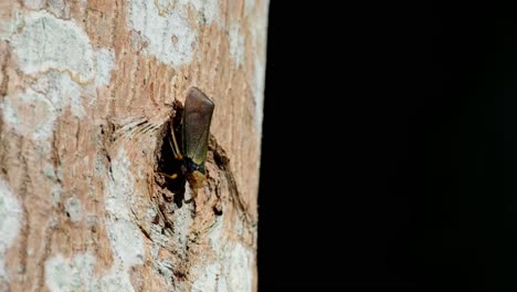 Kleinere-Insekten-Fliegen-Um-Diesen-Pflanzenhüpfer-Herum,-Während-Er-Der-Nachmittagssonne-Ausgesetzt-Ist,-Während-Sich-Der-Baum-Mit-Dem-Wind-Bewegt,-Fulgoromorpha,-Thailand