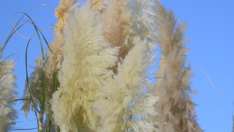 Tall-pampas-grass-fronds-moving-in-the-wind-on-an-autumn-afternoon