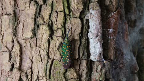Camera-zooms-out-revealing-this-lovely-insect-on-the-bark,-Saiva-gemmata-Lantern-Bug,-Thailand