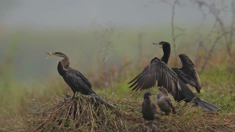 Snake-Bird-,Great-Cormorant-and-Little-Cormorants-Resting-in-Morning