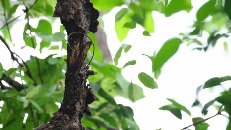 Seen-from-behind-the-branch-as-it-is-foraging-for-food-on-the-bark-of-this-rotten-tree,-Laced-Woodpecker-Picus-vittatus,-Female,-Thailand